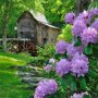 Rhododendron paars